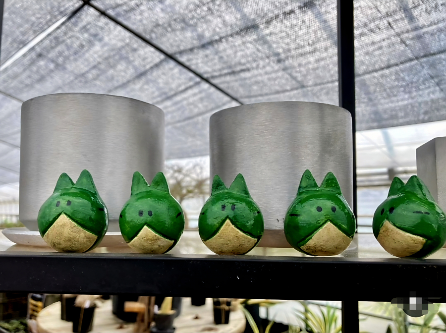 HAKONEKO塊根植物店の様子