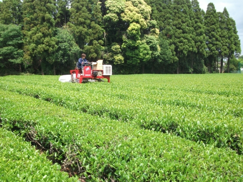 武井製茶工場の様子